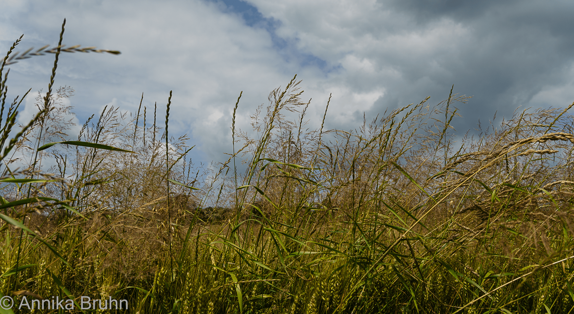 Getreide im Wind